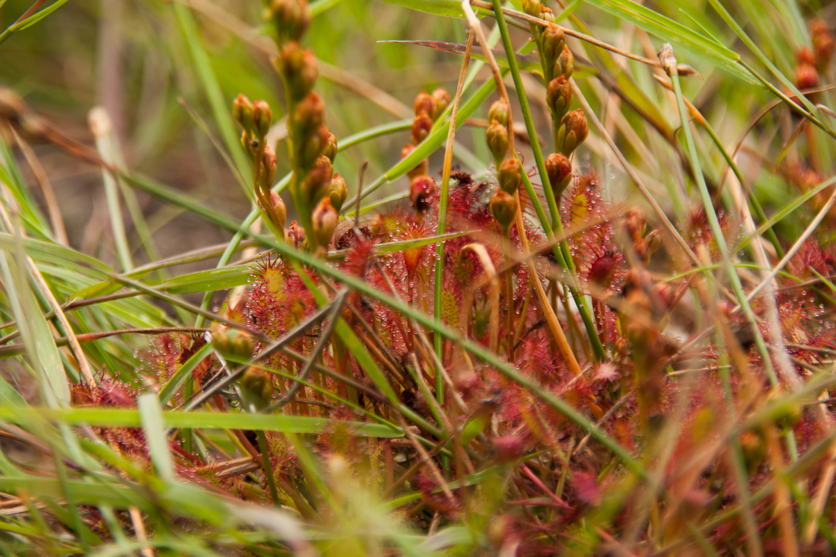 IMG_7820-1.jpg - Sundew