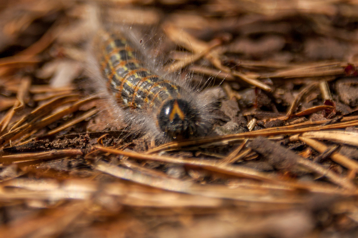 IMG_7921-1.jpg - Caterpillar