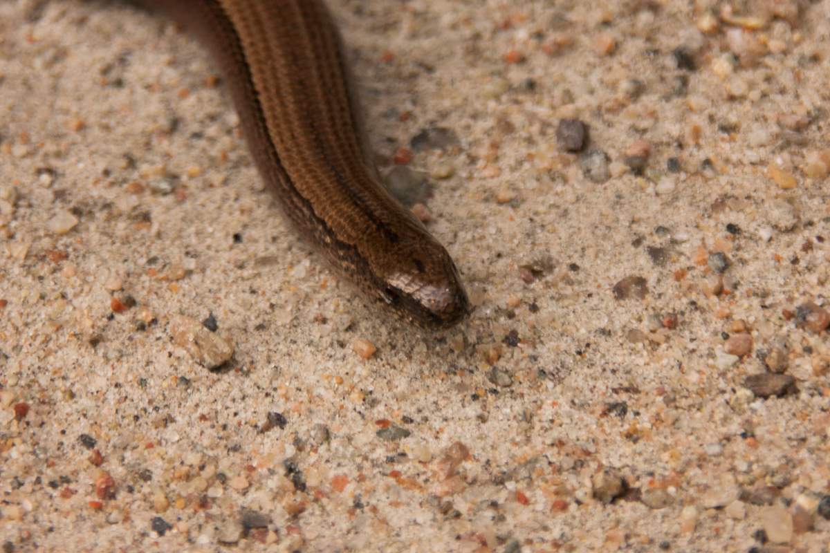 IMG_7948-1.jpg - Grass Snake