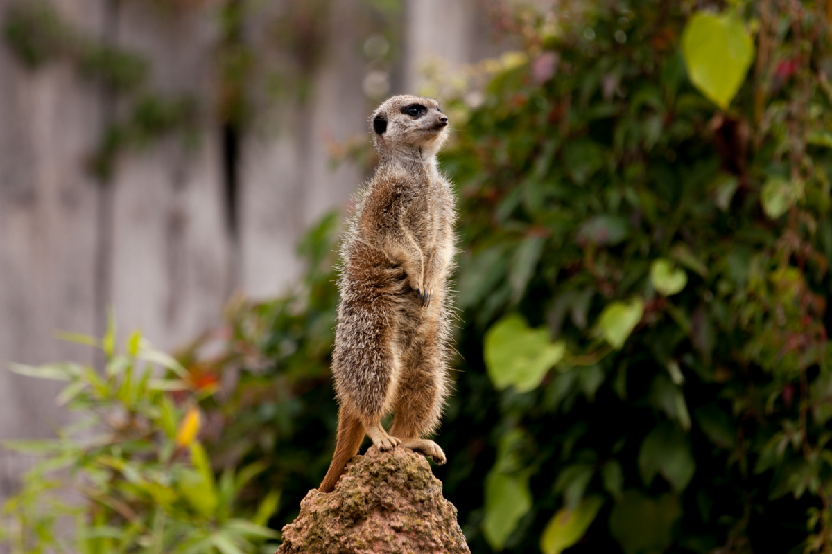 IMG_8822-1.jpg - Suricate, Zoo Hannover, Hannover, Germany
