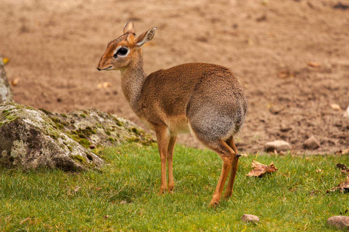 IMG_8846-1.jpg - Dik-Dik, Zoo Hannover, Hannover, Germany