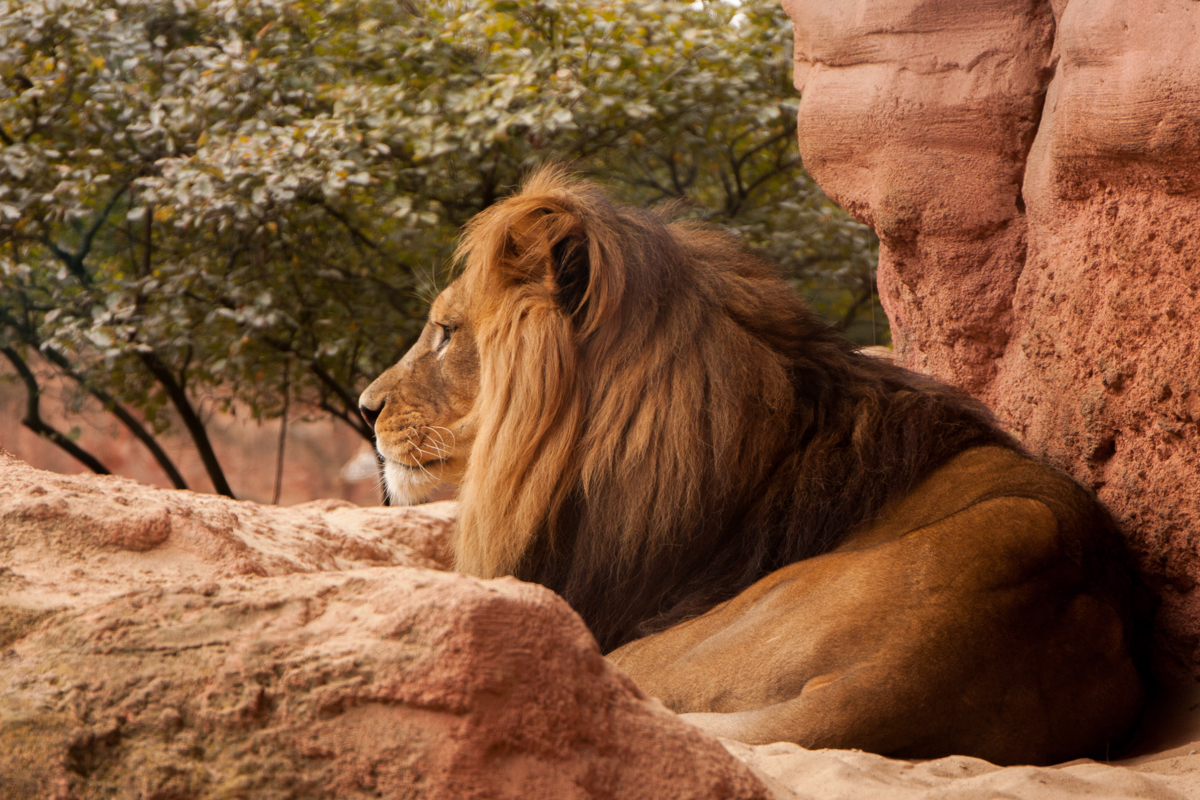 IMG_8853-1.jpg - Lion, Zoo Hannover, Hannover, Germany