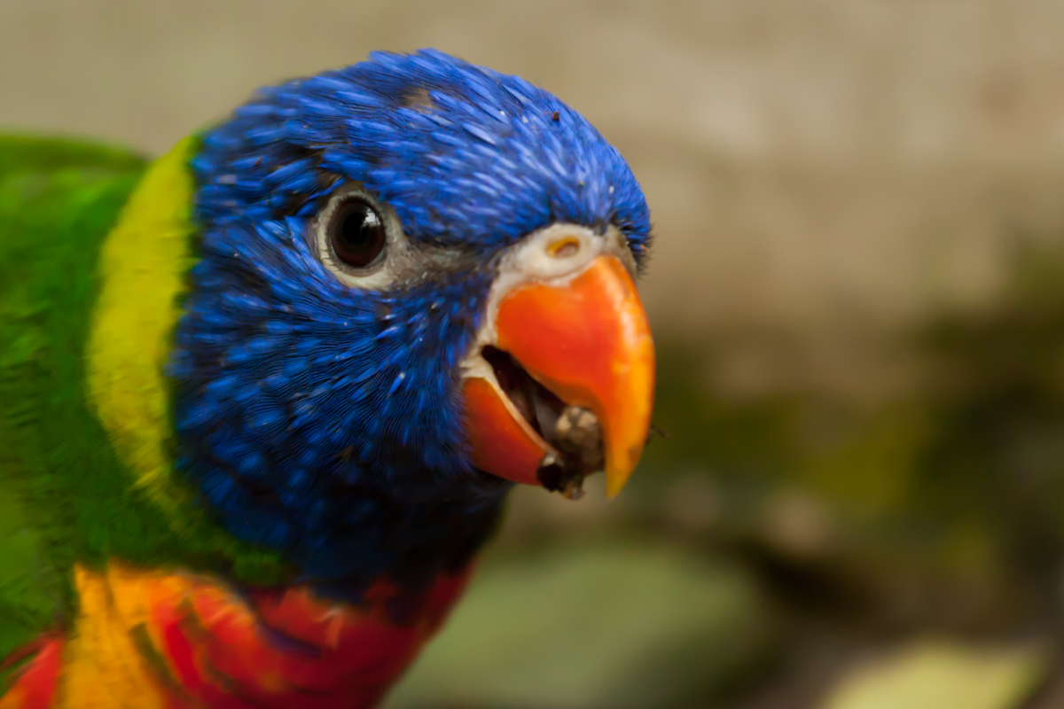 IMG_8865-1.jpg - Rainbow Lorikeet, Zoo Hannover, Hannover, Germany