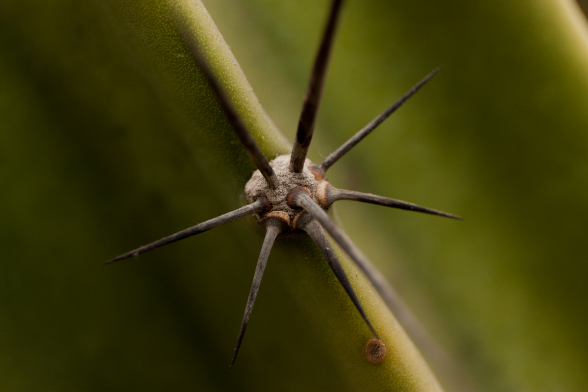 IMG_8925-1.jpg - Prickly