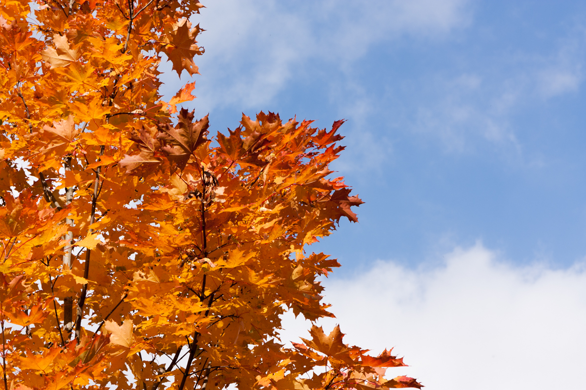 IMG_9089-1.jpg - Autumn Leaves